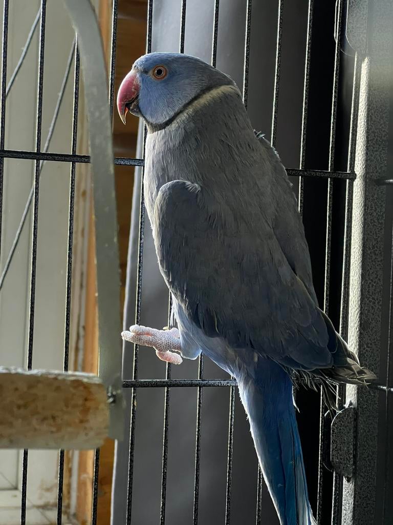 Halsbandparkiet man, Dieren en Toebehoren, Vogels | Parkieten en Papegaaien, Mannelijk, Parkiet, Geringd