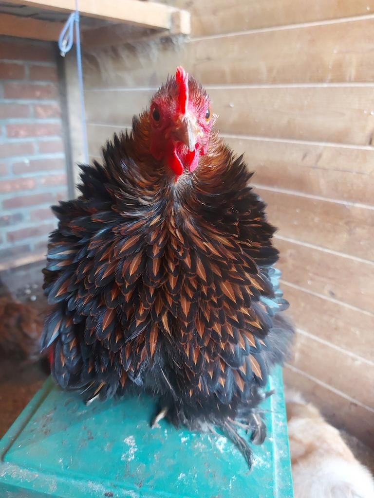 Cochin kriel met 50%  kans op krul broedeieren, Dieren en Toebehoren, Pluimvee, Geslacht onbekend, Kip