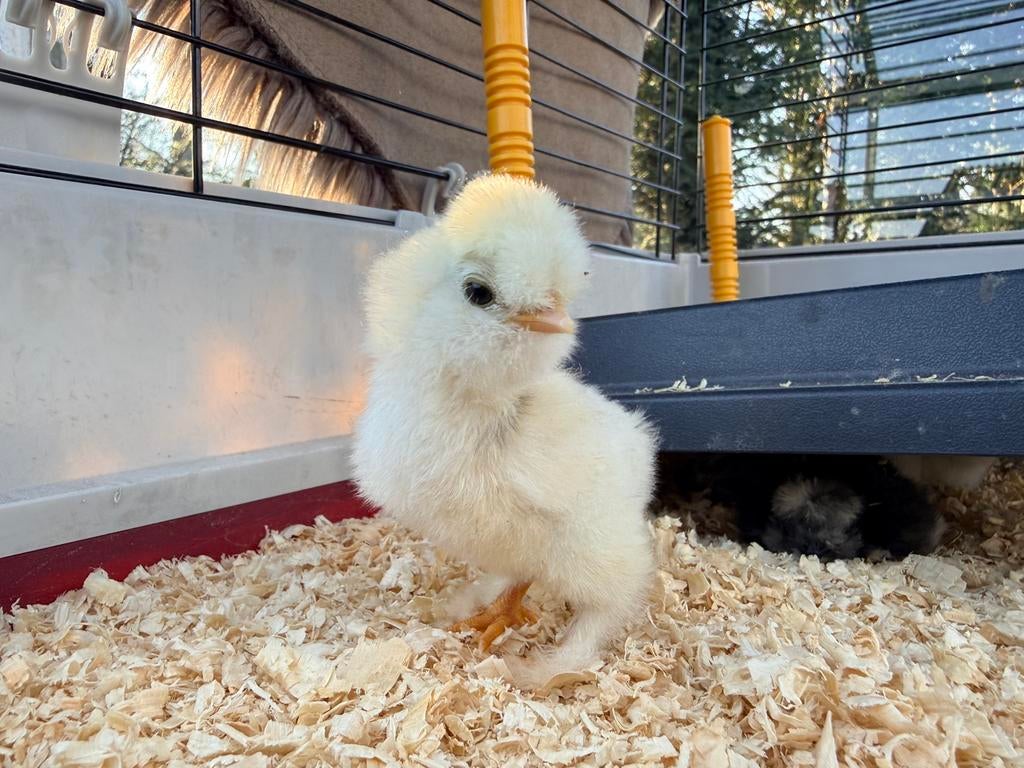 Broedeieren zijdehoen USA, Geslacht onbekend, Kip