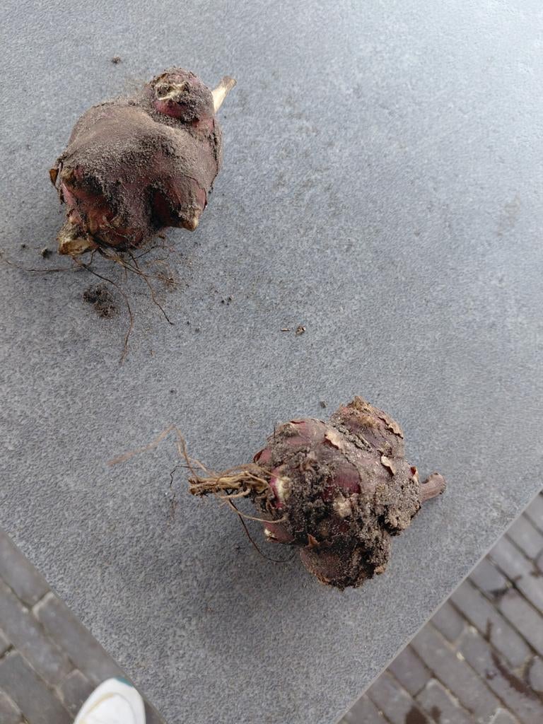 Aardpeer, Ophalen of Verzenden, Overige soorten, Volle zon