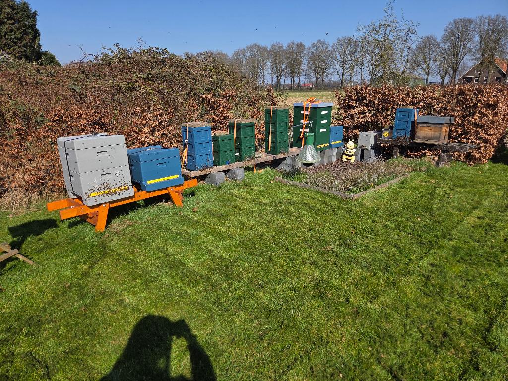 Buckfast P-moer F0 P0 - Miniplus mini plus, Dieren en Toebehoren, Insecten en Spinnen, Bijen