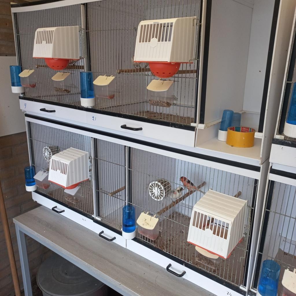 Harlekijnen  en broedkooien