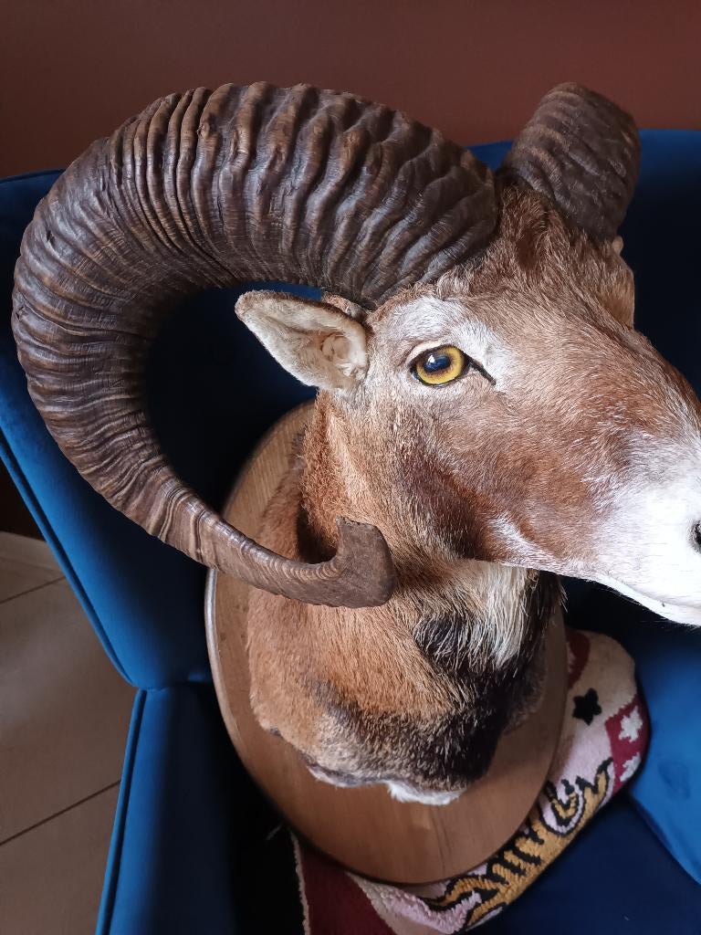 Opgezette moeflon ( ram) ,  prachtig stuk., Ophalen, Zo goed als nieuw, Boerderijdier, Opgezet dier