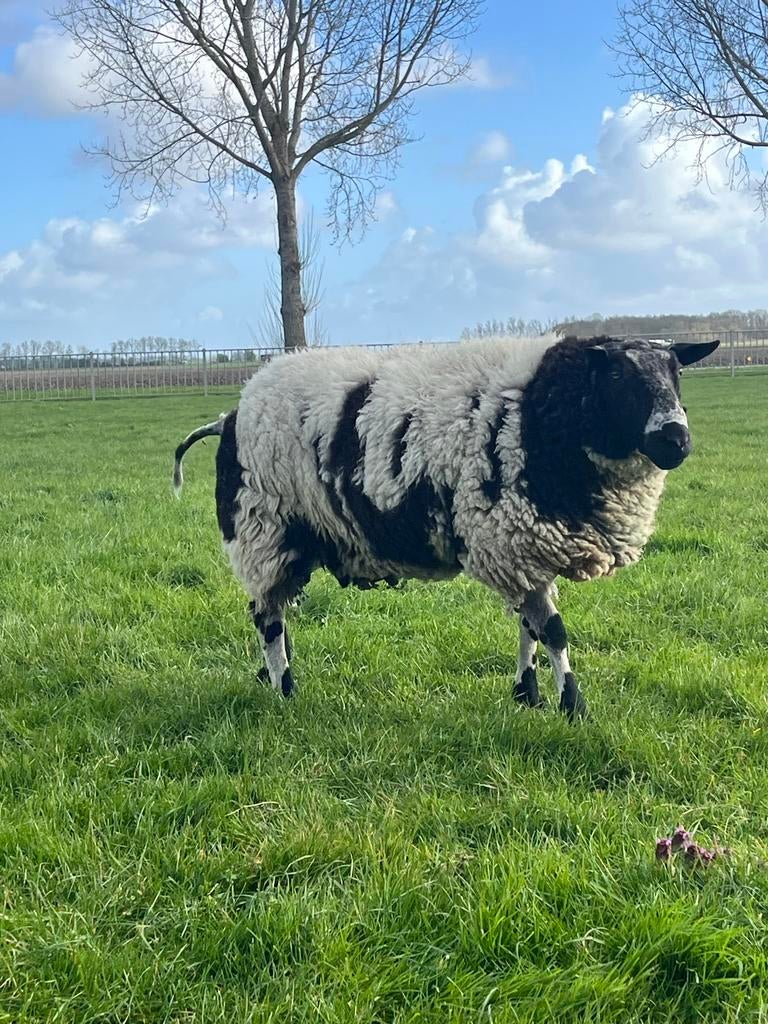 Luxe bonte ram, Dieren en Toebehoren, Schapen, Geiten en Varkens, Mannelijk, Schaap