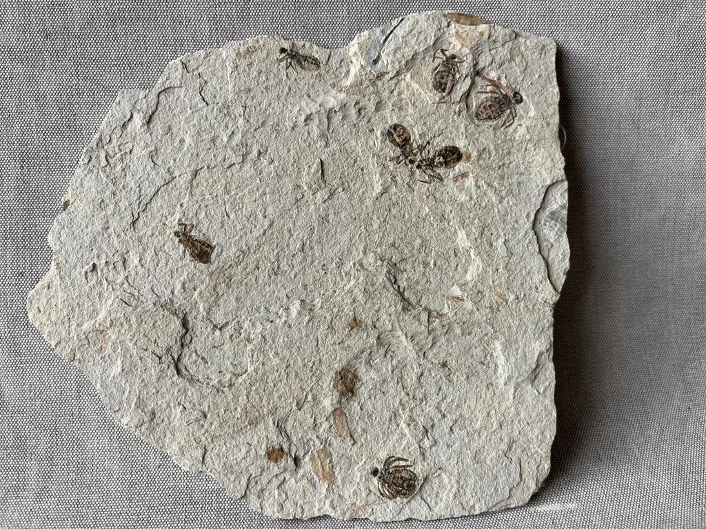 Stenen fossielen larven op MATRIX 14x14cm, Ophalen, Fossiel