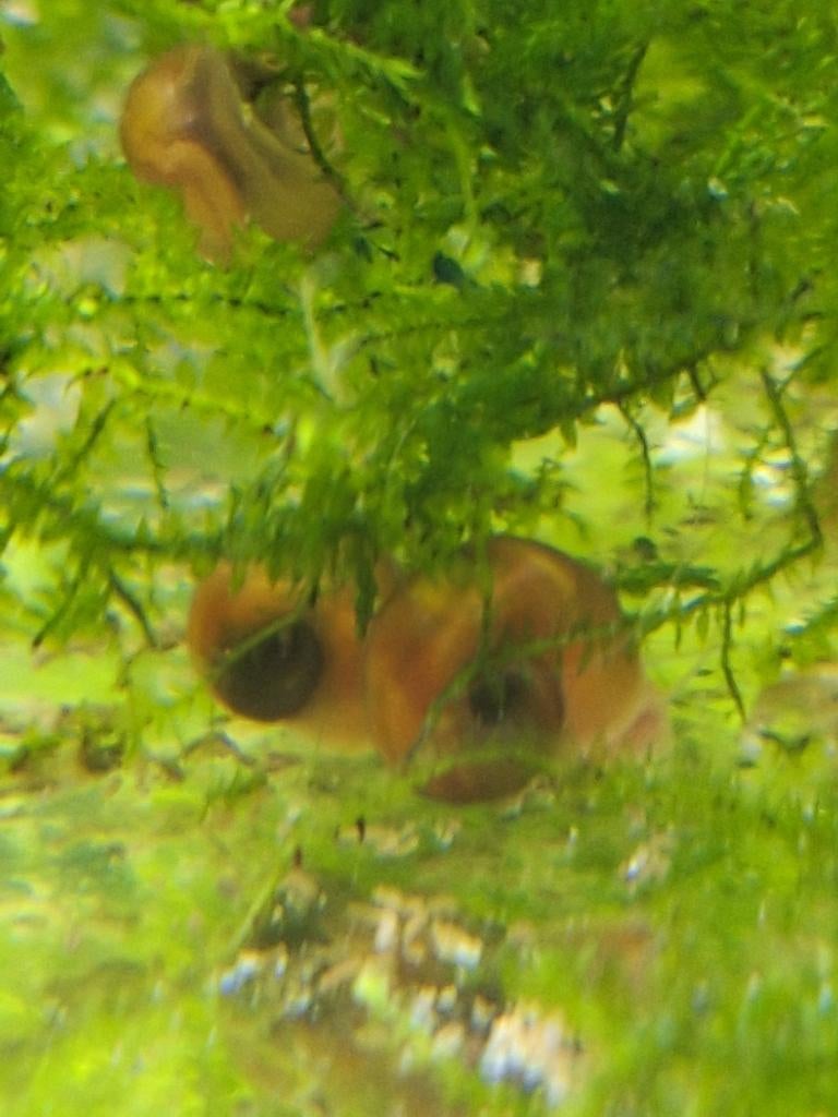 Posthoornslak, Slak of Weekdier, Zoetwatervis