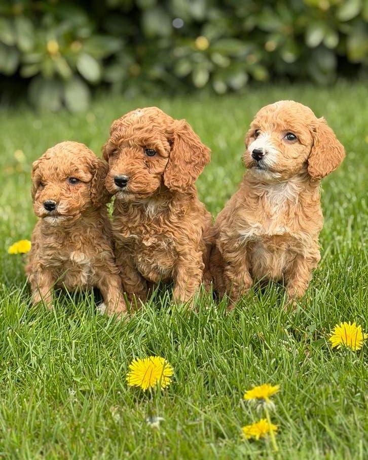 Mini Australian Labradoodle, Overige rassen, 8 tot 15 weken, Teef, Parvo