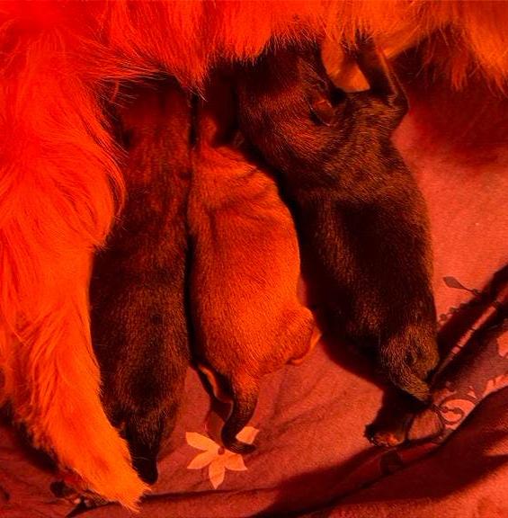 Kleine pomeriaan yorkshire puppy’s F1B teefjes, Parvo, Overige rassen, 8 tot 15 weken, Teef