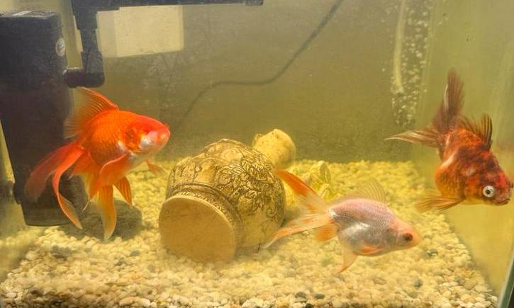 Aquarium + goudvissen, Dieren en Toebehoren, Vissen | Aquaria en Toebehoren, Ophalen, Gevuld zoetwateraquarium