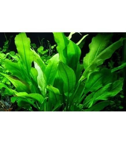 Aquariumplant Zwaardplant (Moerings), Overige typen