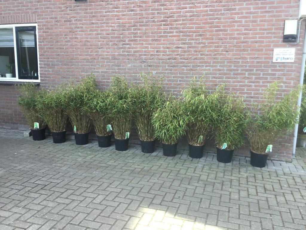 Fargesia Rufa, niet woekerende bamboe!!!, Tuin en Terras, Planten | Struiken en Hagen, Haag, Bamboe, 100 tot 250 cm, Ophalen