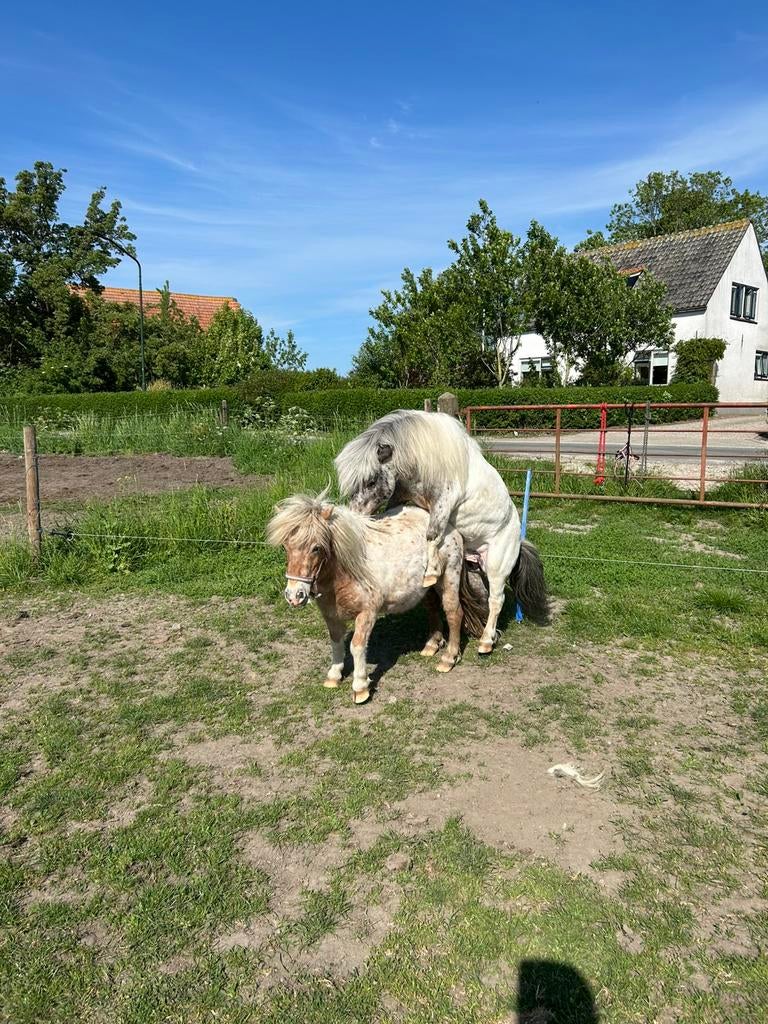 Ter dekking liefste pintaloosa hengst 78 cm, Hengst