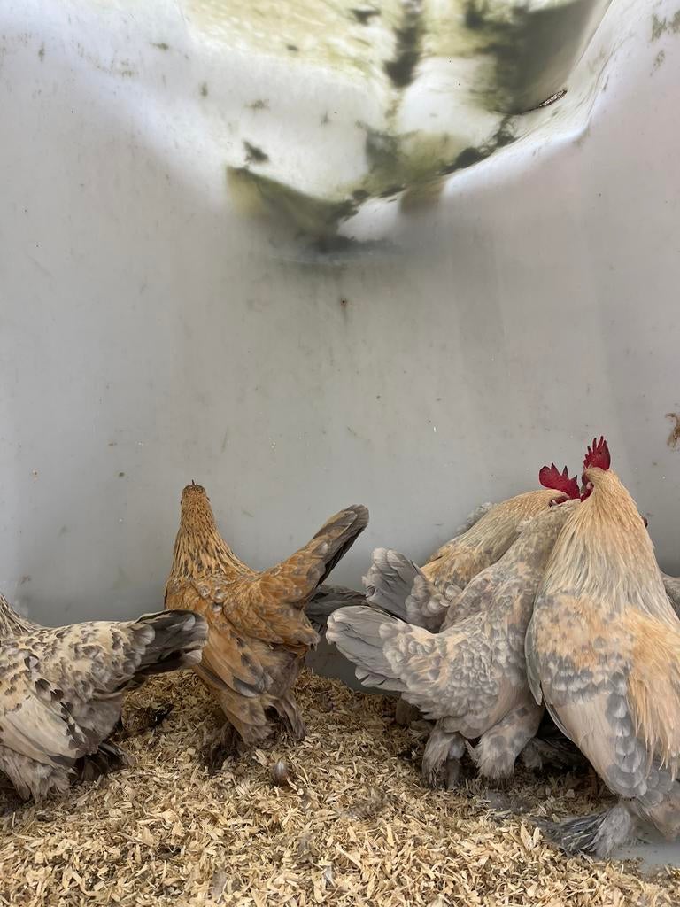 Prachtige mooie sabelpoot kippen, Dieren en Toebehoren