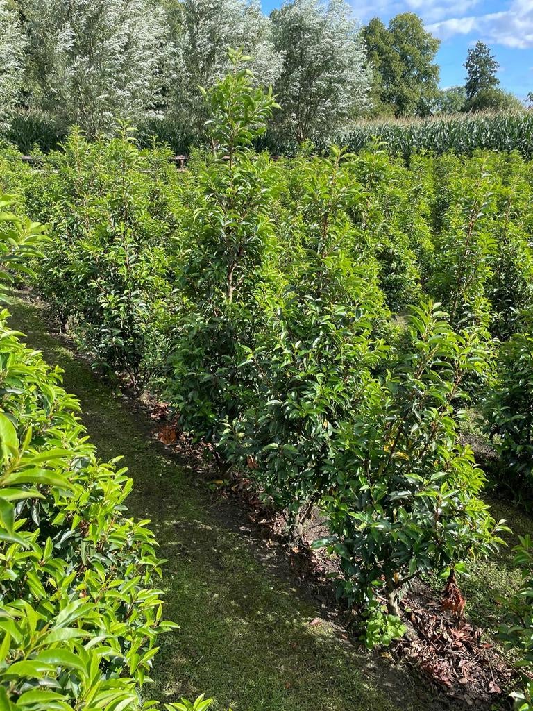 Portugese laurier planten, voor een mooie groene Haag, Ophalen of Verzenden, Bloeit niet, Overige soorten, Halfschaduw