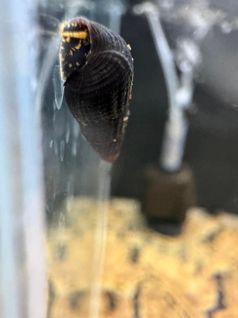 Jonge tylomalania slakken mix, Dieren en Toebehoren, Slak of Weekdier, Zoetwatervis