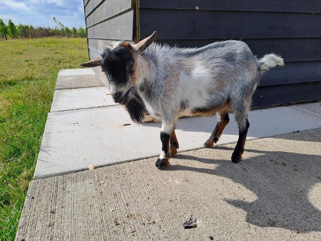 Supermakke blauwschimmel bok te huur, Mannelijk, Geit, 0 tot 2 jaar