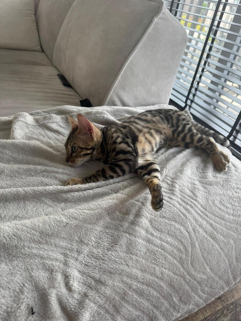 100% ras Bengaalse kat MET PASPOORT, Kater