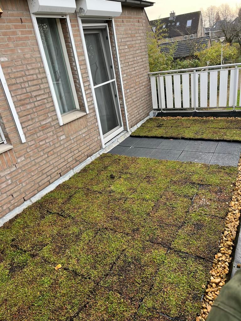 Sedumdak trays 40x60 cm - Groendak direct!, Ophalen of Verzenden, Nieuw