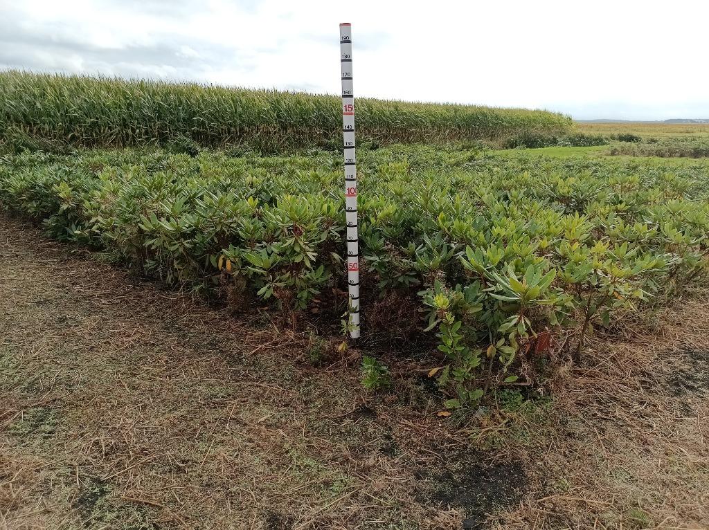 Rhododendron Rood Paars Rose Wit, Ophalen of Verzenden, Overige soorten, Halfschaduw