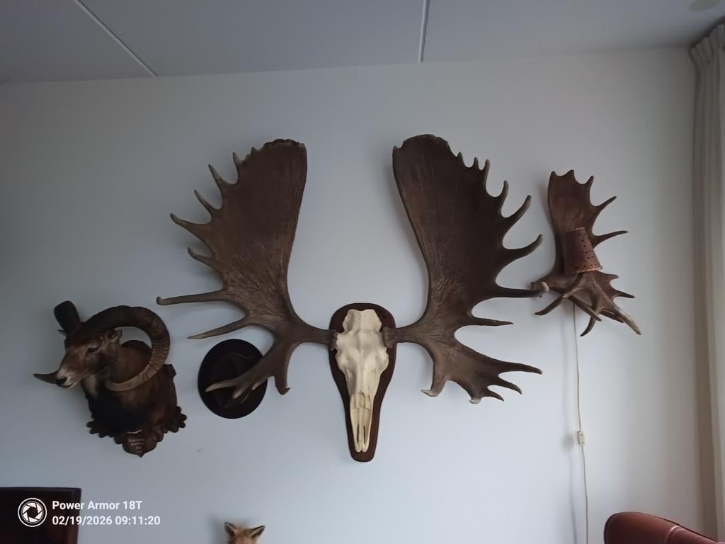 Gigantische Alaska Eland XXL zeldzaam!, Verzamelen, Dierenverzamelingen, Ophalen, Zo goed als nieuw, Beeldje of Figuurtje