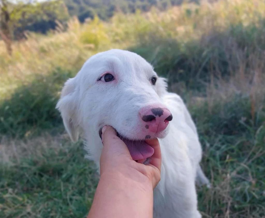 LEO, PRACHTIG VRIENDELIJK & ZACHTAARDIG JONG REUTJE, Particulier, Reu, 1 tot 2 jaar, Buitenland