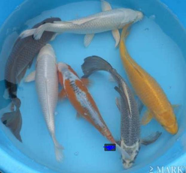 HQ Import koi 25 / 30 cm bij Koidream in Valburg, Dieren en Toebehoren, Karper of Koi