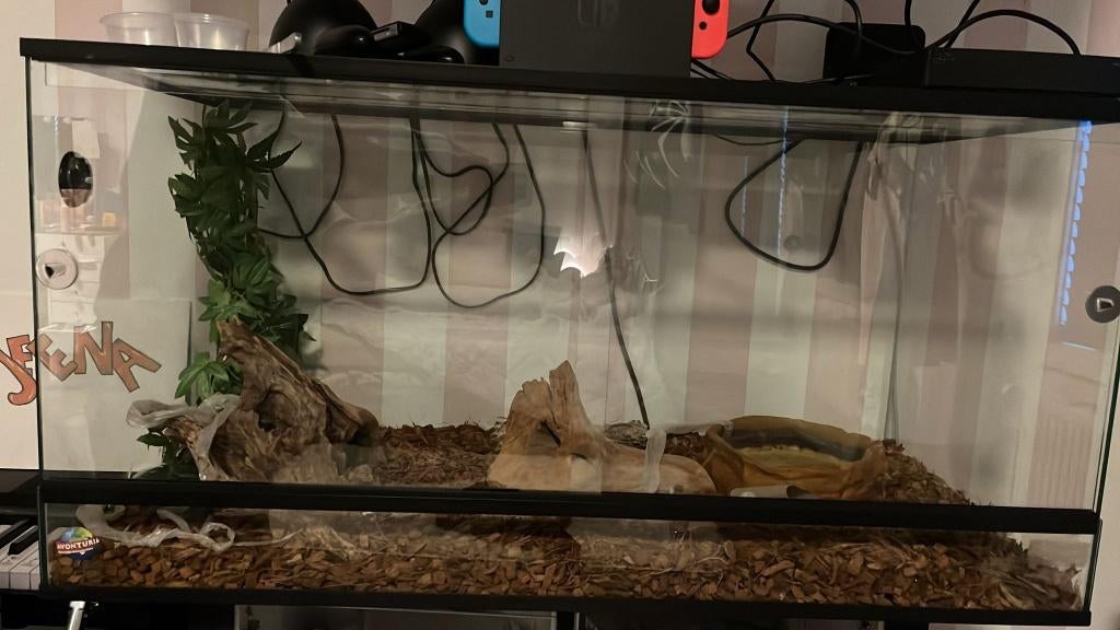 Terrarium met  (Rattenslang), Slang, Met terrarium, 0 tot 2 jaar