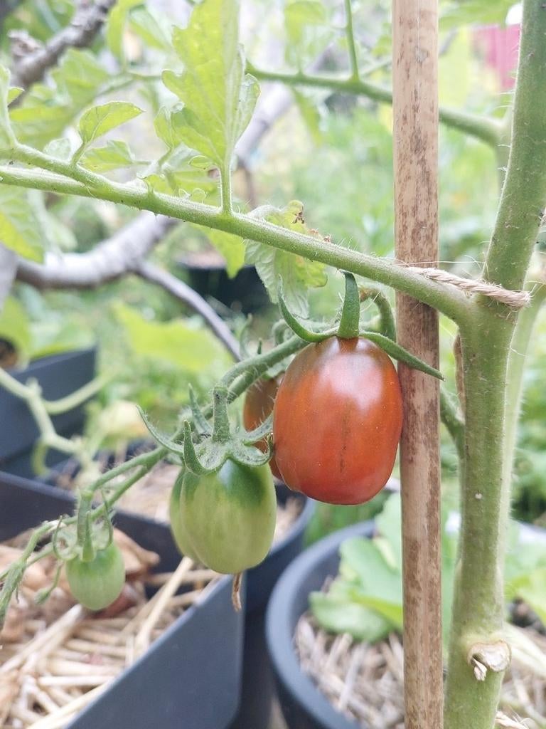 Tomaat Prune noire zaden BIO 10x, Ophalen of Verzenden, Voorjaar, Volle zon, Zaad