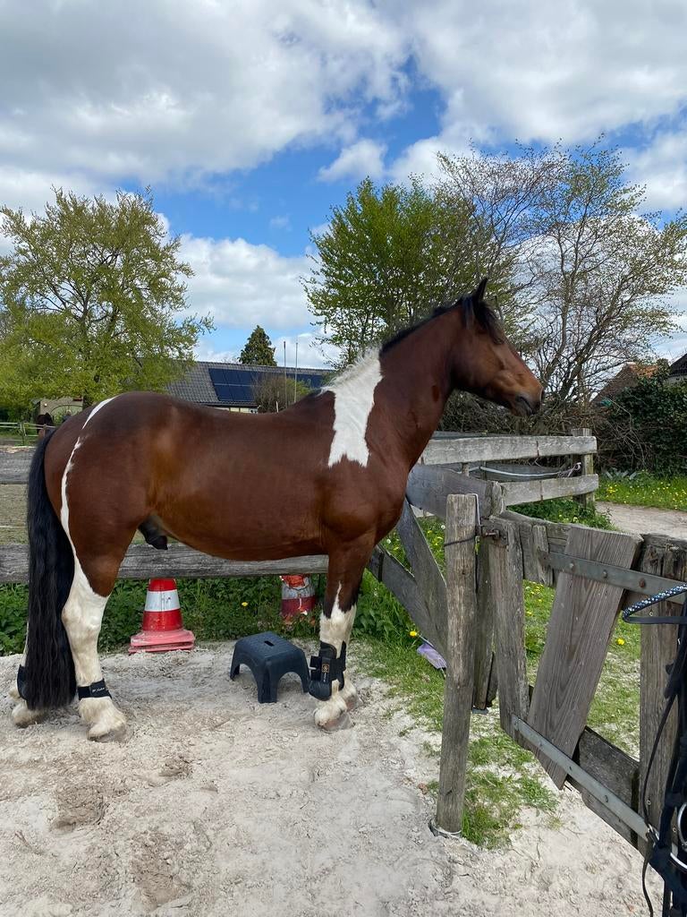 Lease paard aangeboden breda!, Ophalen of Verzenden, Overige soorten