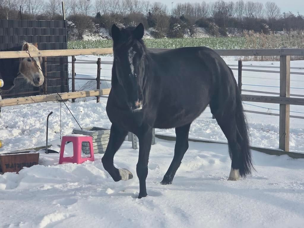 Gezocht plekje of een stuk grond, Dieren en Toebehoren, Stalling en Weidegang
