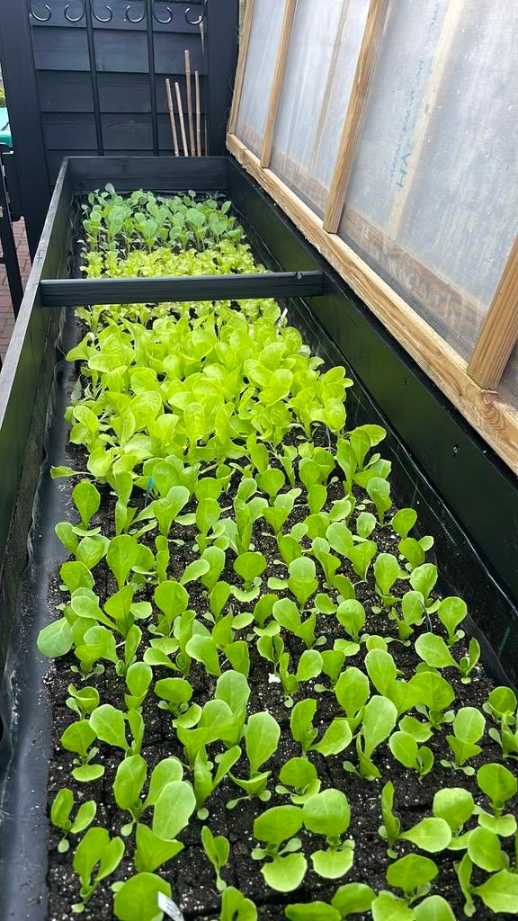 Sla Andijvie Tomaten paprika’s aubergine moestuinplantjes, Tuin en Terras, Planten | Tuinplanten, Ophalen, Volle zon, Groenteplanten