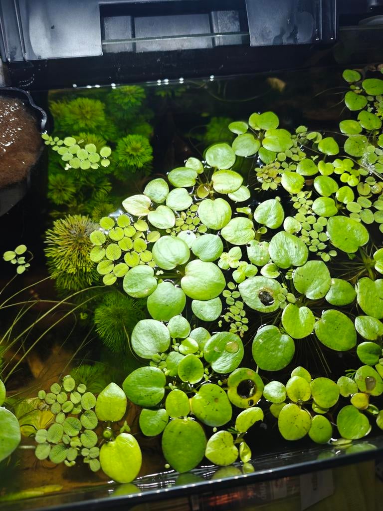 Drijfplanten, tropisch aquarium., Ophalen, Nieuw, Plant(en), Steen of Hout