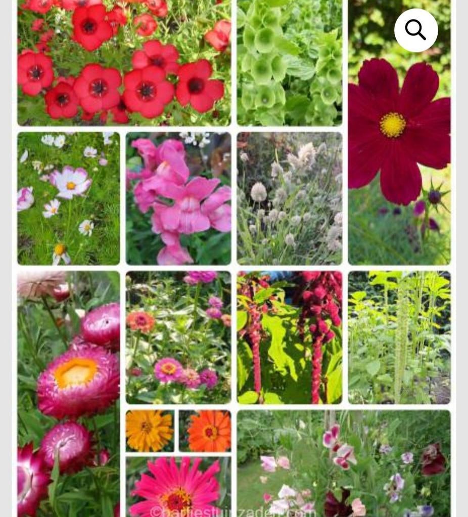 Zadenpakket pluktuin eenjarigen, Verzenden, Volle zon