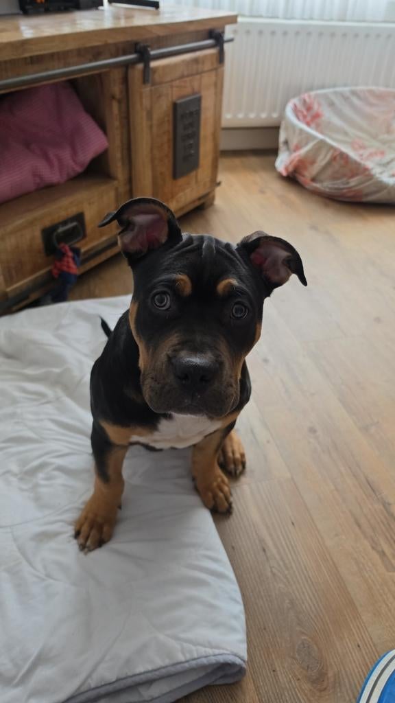 XL bully pup, 15 weken tot 1 jaar, Eén hond, Nederland, Particulier