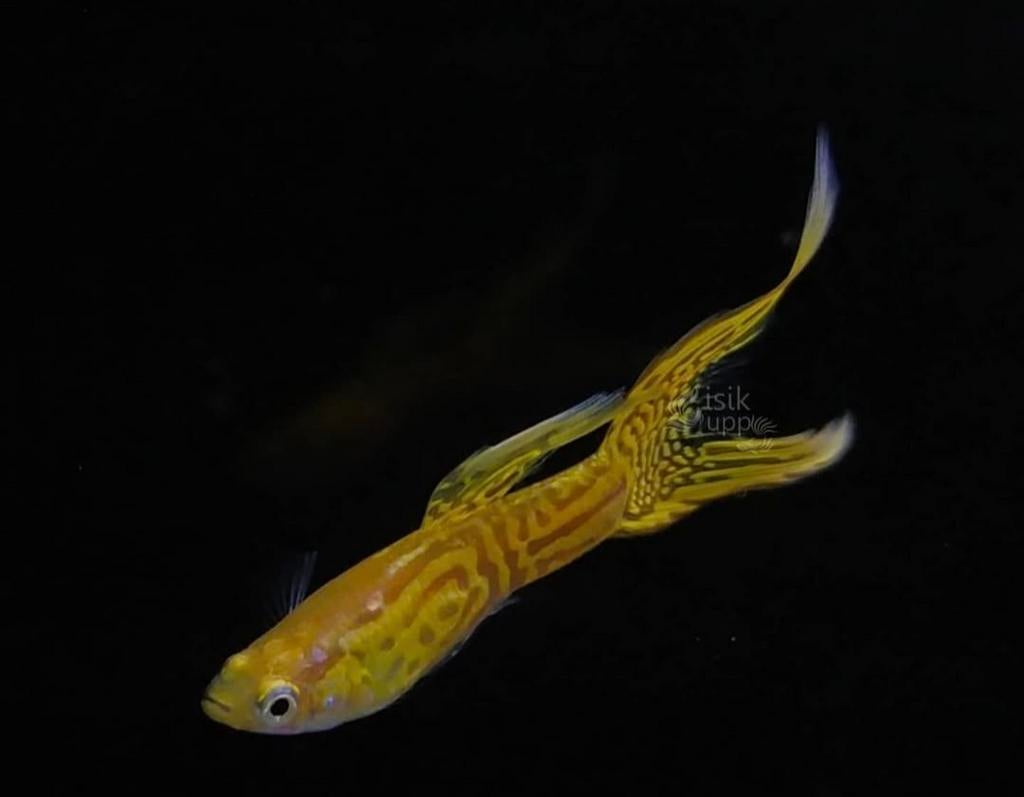 kweekguppys hoogkweekguppy’s Guppys Vis Kevelaer!, Dieren en Toebehoren, Vis, Zoetwatervis, Schoolvis