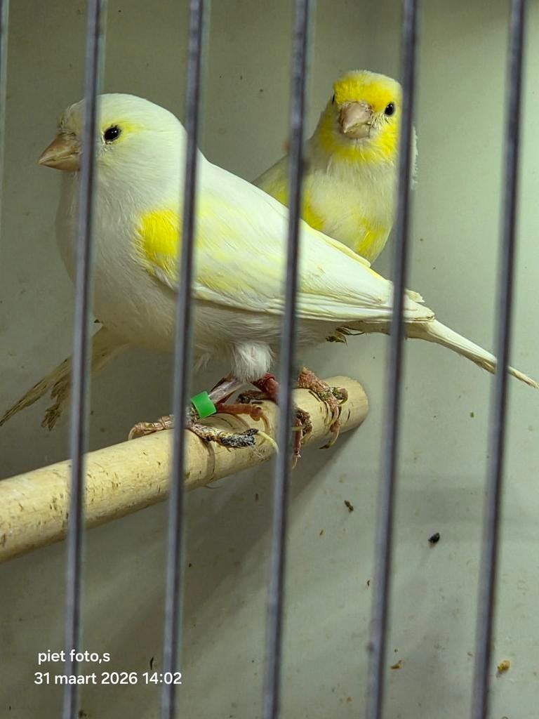 koppel mozaiek kanarie, Dieren en Toebehoren, Vogels | Kanaries, Meerdere dieren, Kleurkanarie