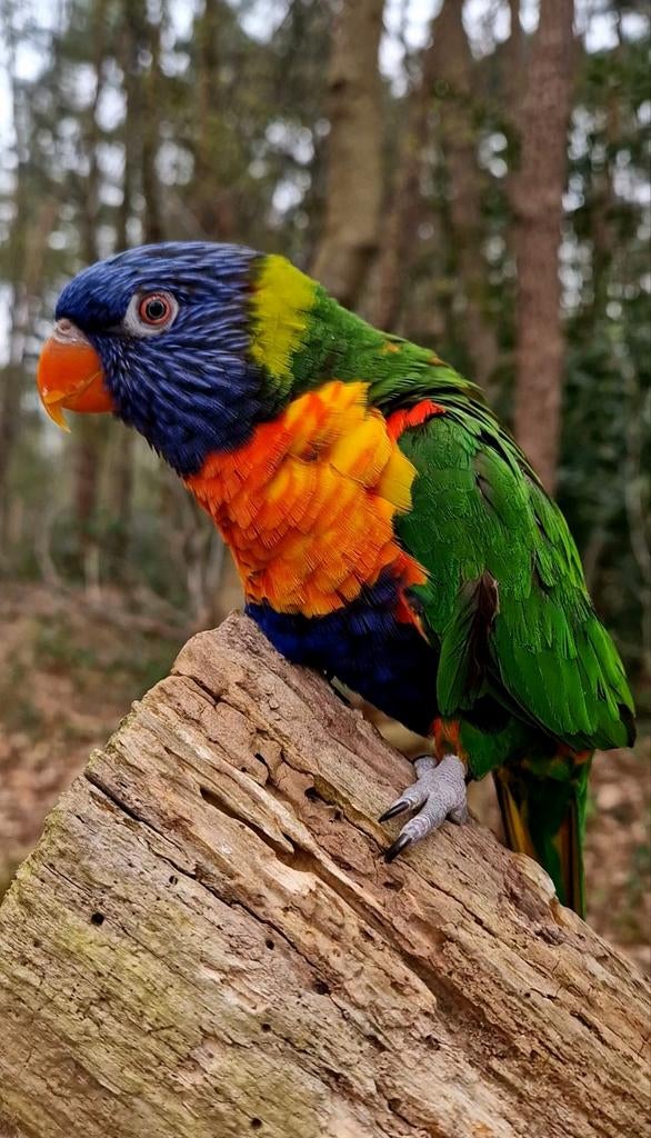 SUPER Mooie Tamme Lori (Pop), Dieren en Toebehoren, Vogels | Parkieten en Papegaaien, Vrouwelijk, Papegaai, Geringd
