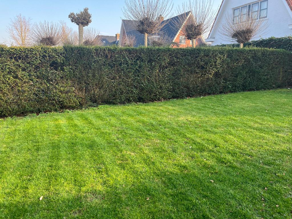 Taxus Haag, gratis uitgraven en meenemen, Ophalen, Bloeit niet, Halfschaduw, 100 tot 250 cm