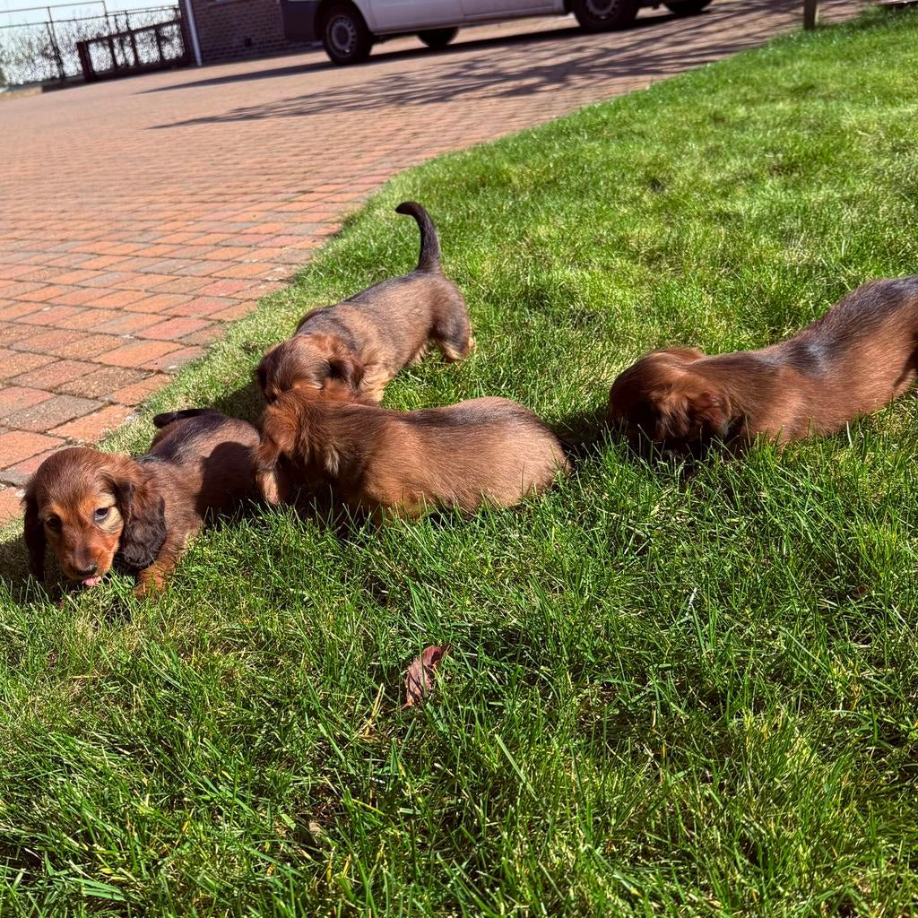Langharige dwergteckel pups, Parvo, België, Particulier, 8 tot 15 weken