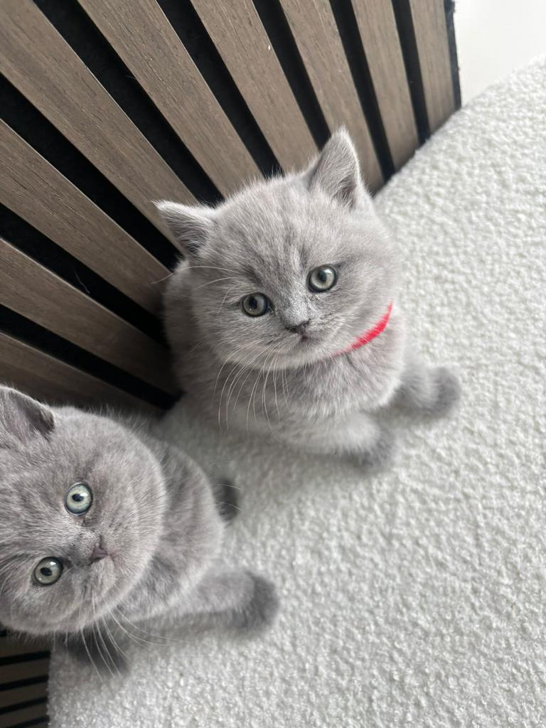 Britse korthaar kittens, Kater, Ontwormd, 0 tot 2 jaar