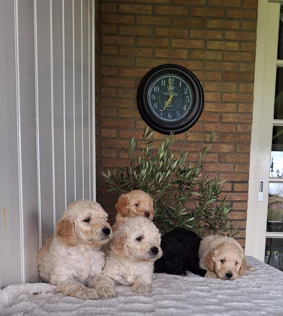 Mooie kleine F4 medium labradoodle pups, HCC (leverziekte), Overige rassen, 8 tot 15 weken, Meerdere