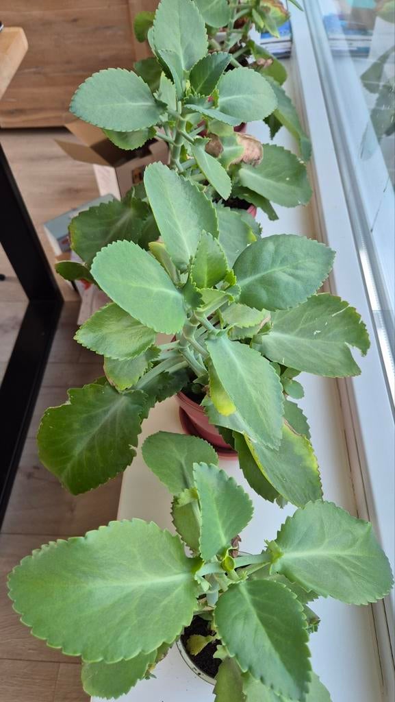 Kalanchoe 'Mother of Thousands' - Grote en kleine plantjes, Huis en Inrichting, Kamerplanten, Ophalen, Vetplant, Halfschaduw, Minder dan 100 cm