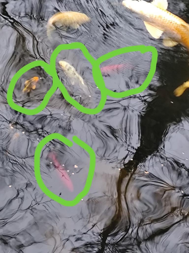 Koi en goudvissen te koop, Dieren en Toebehoren, Goudvis(sen)