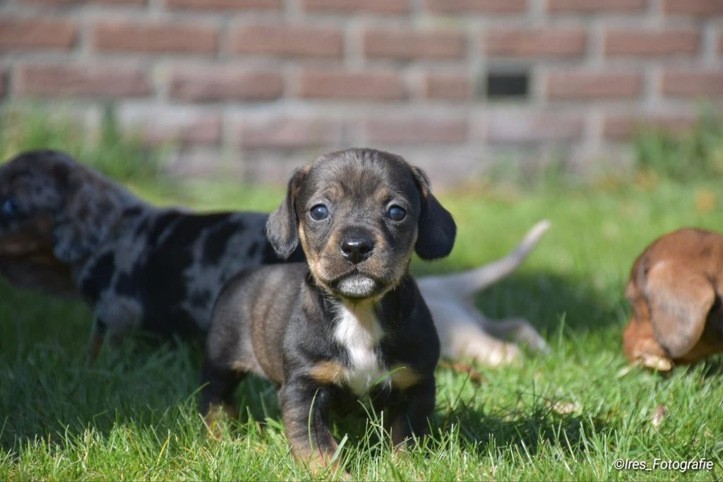 Teckel Pups Reutje wildkleur(korthaar), Standaard, Reu, 8 tot 15 weken, Langhaar