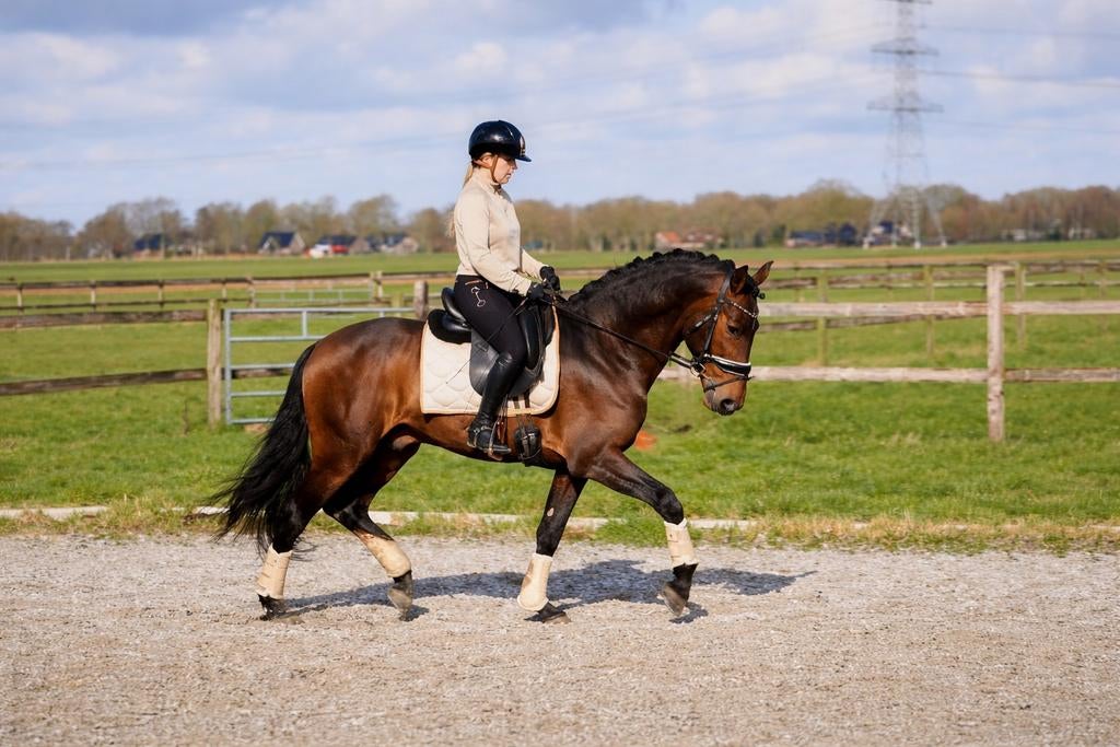 Geweldige lieve betrouwbare eyecatcher!!, Dieren en Toebehoren, Ruin, Dressuurpaard