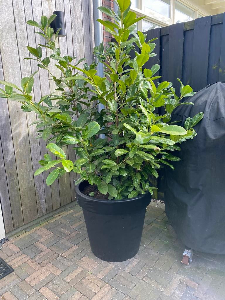 3 x laurier in pot, Bloeit niet, Overige soorten, 100 tot 250 cm, Ophalen