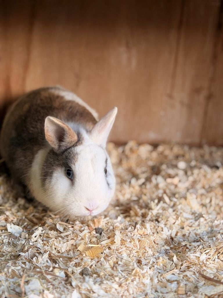 Dekrammen beschikbaar – meerdere rassen | Een Blij Ei