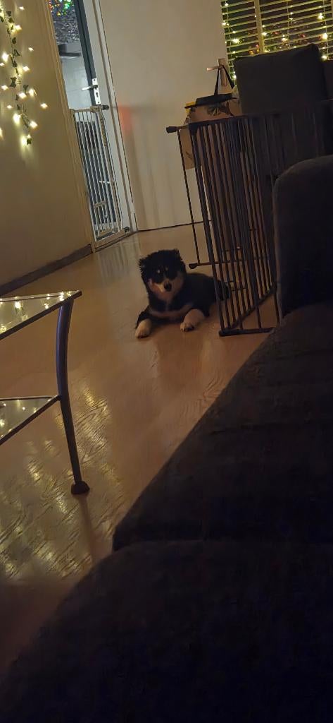 mooie energieke pomsky, 15 weken tot 1 jaar, Reu, Parvo, Eén hond