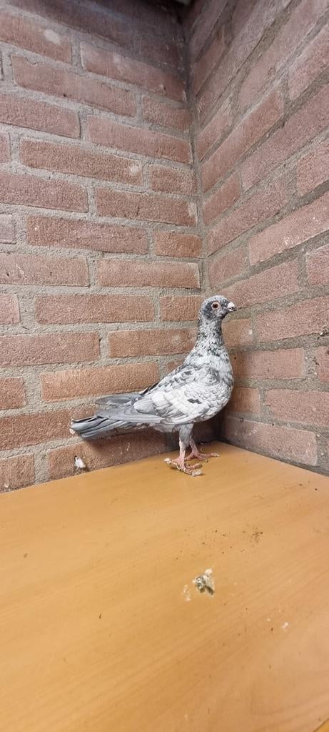 Syrische duiven, Dieren en Toebehoren, Vogels | Duiven, Meerdere dieren, Overige soorten