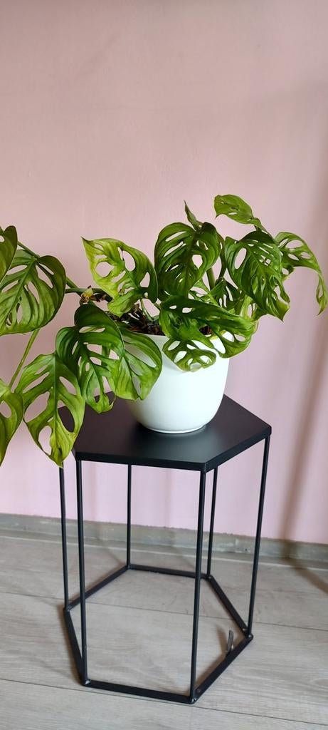 Stekjes Monkey Mask, Ophalen, Overige soorten, Volle zon